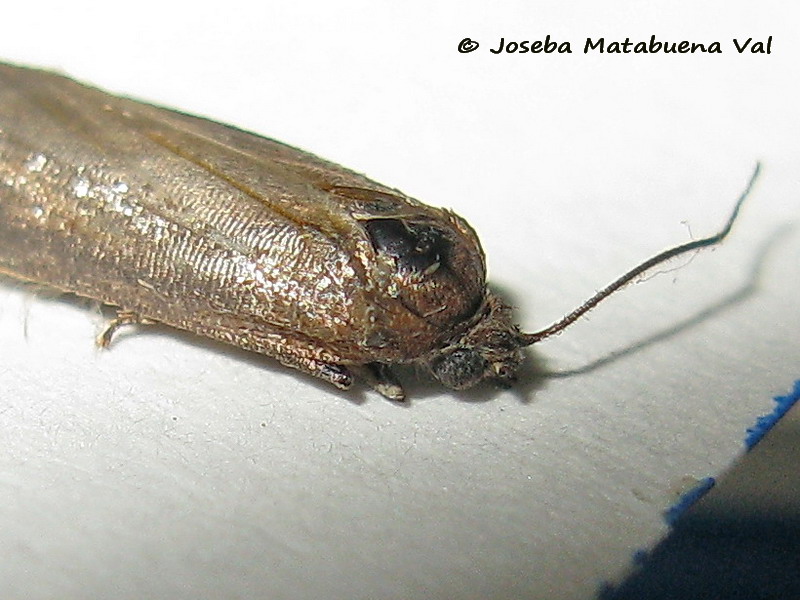 Micro da id.: Tortricodes alternella, Tortricidae